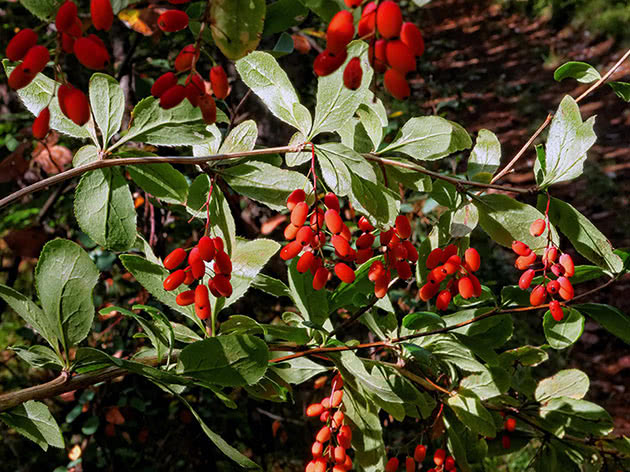 Vanlig Berberis / Berberis vulgaris