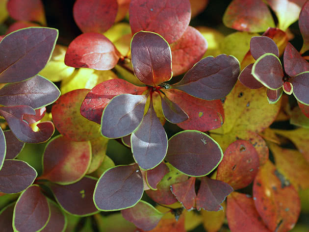 Barberry Thunberg / Berberis thunbergii