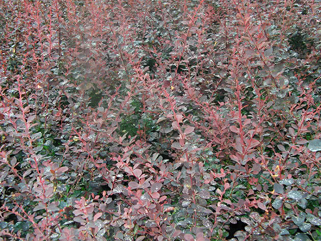 Ottawa Barberry / Berberis x ottawensis