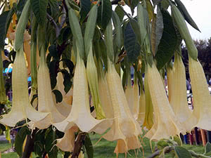 Brugmansia-blomst