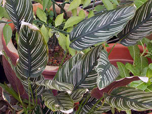 Calathea blomst