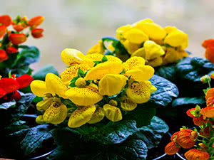 Calceolaria blomst