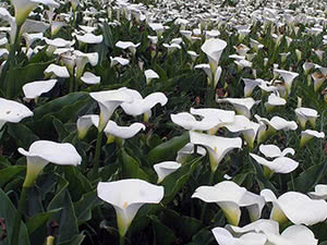 Calla blomst