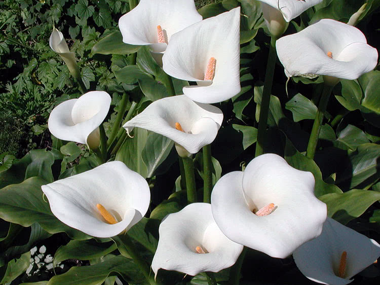 Calla etiopisk (Calla aethiopica)