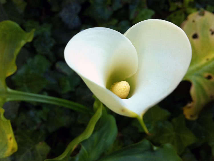 Calla etiopisk (Calla aethiopica)