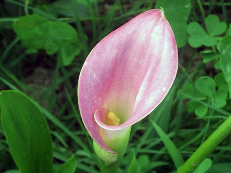 Calla rehmannii