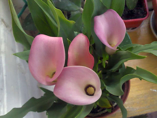 Rosa calla