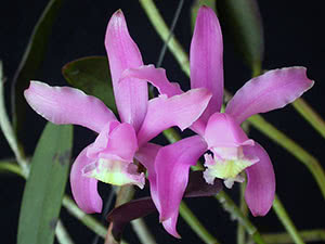 Cattleya Kerry Orchid