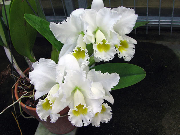 Cattleya Triana diff. hvit (Cattleya Trianaei var. alba)