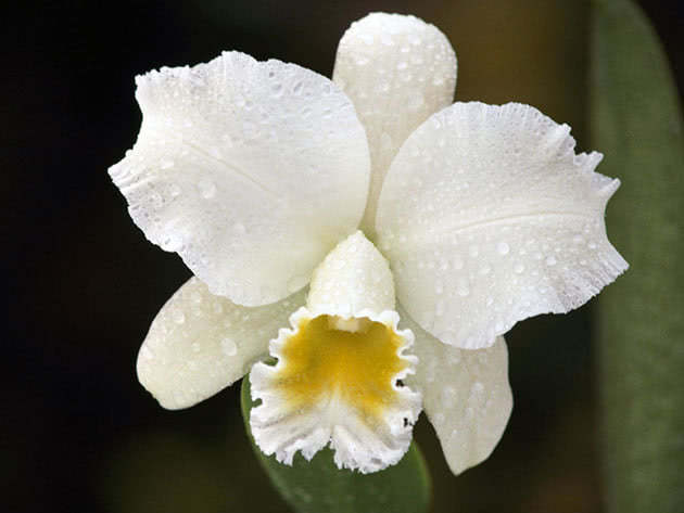 Hvit cattleya