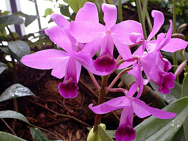 Cattleya bowringiana