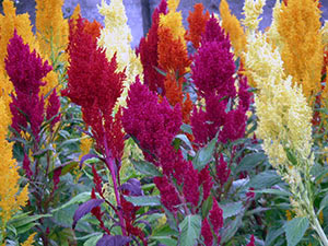 Celosia blomst