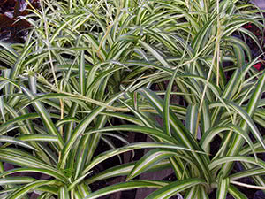 Chlorophytum plante