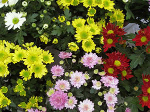 Chrysanthemum blomst