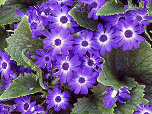 Cineraria blomst