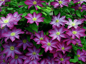 Clematis blomst