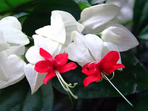 Cvijet Clerodendrum