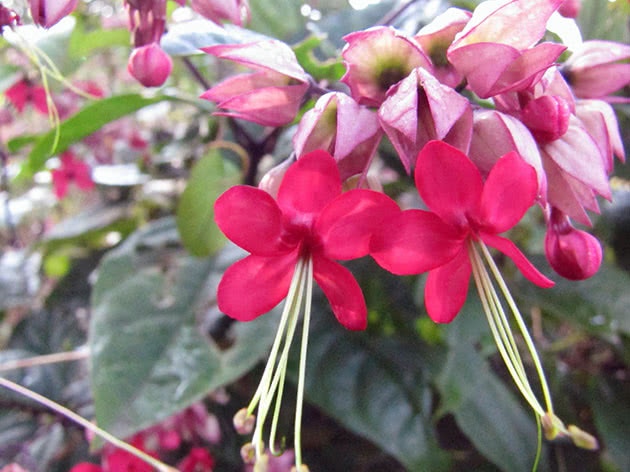 Blomstrende clerodendrum