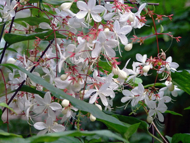 Blomstrende clerodendrum