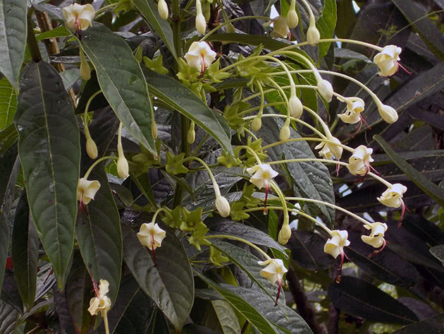 Krerodendrum blomstrer