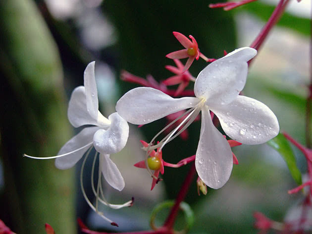 Clerodendrum Wallich, eller Clerodendrum Prospero / Clerodendrum wallichii