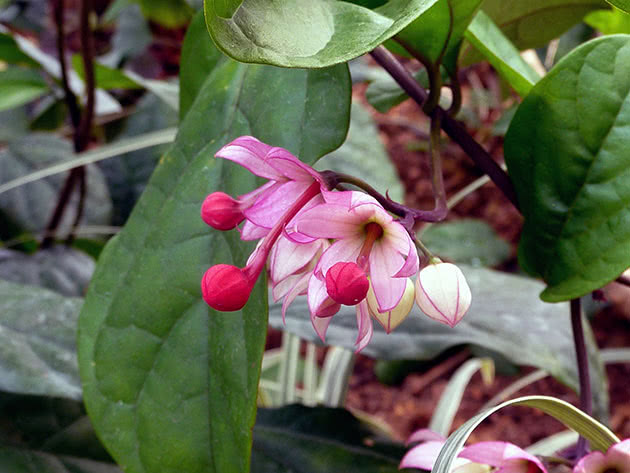 Clerodendrum vakker, eller vakreste / Clerodendrum speciosum