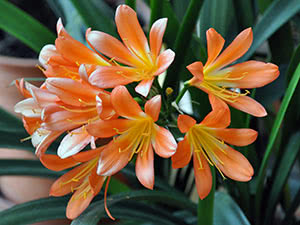 Clivia blomst