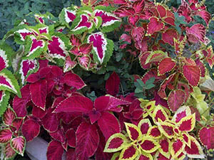 Coleus blomst