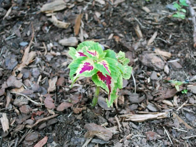 Coleus sapling