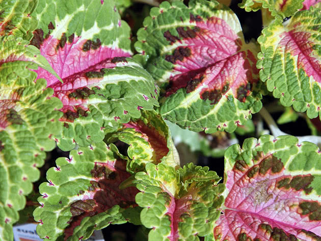 Coleus plante