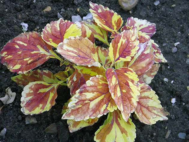 Coleus / Coleus gingernut