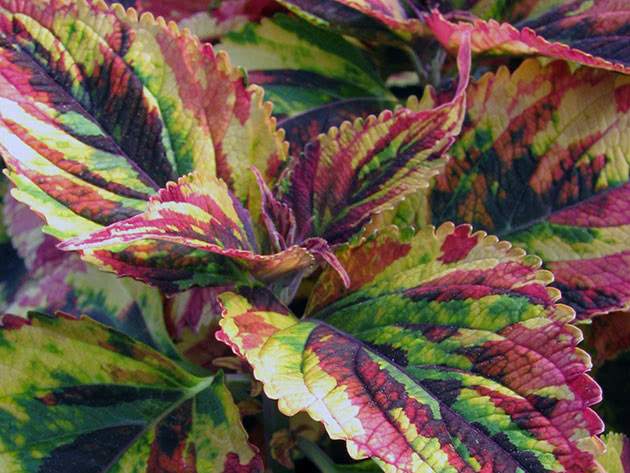 Coleus tricolor / Coleus Tricolor