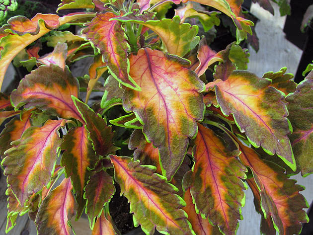 Coleus Flower / Coleus Beaute de Lyon