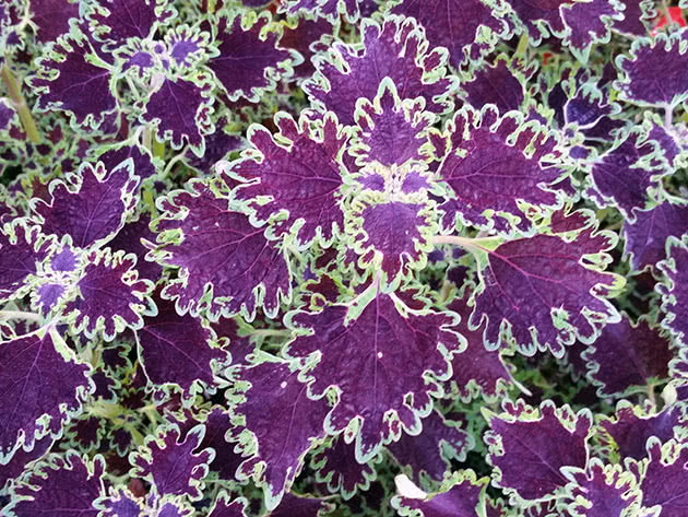 Lilla coleus