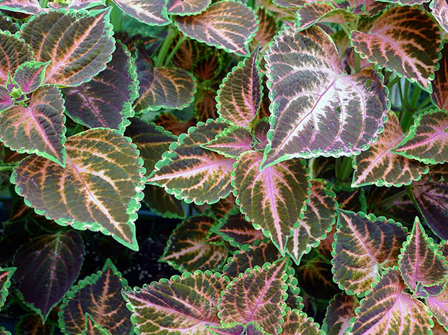 Coleus busk