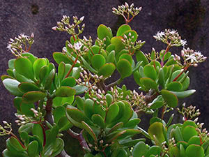 Crassula blomst (bastard)