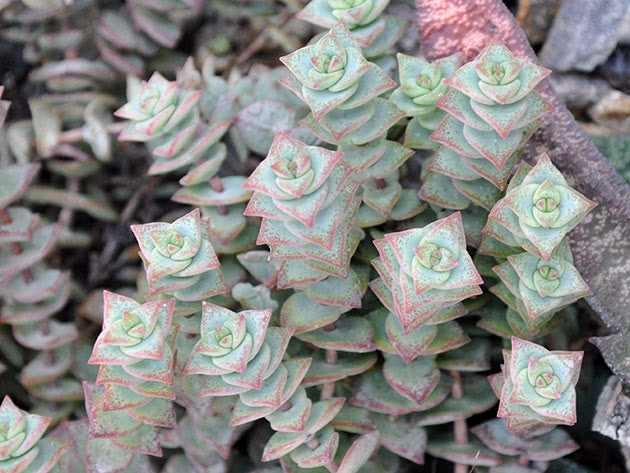 Crassula perforata, eller perforert / Crassula perforata