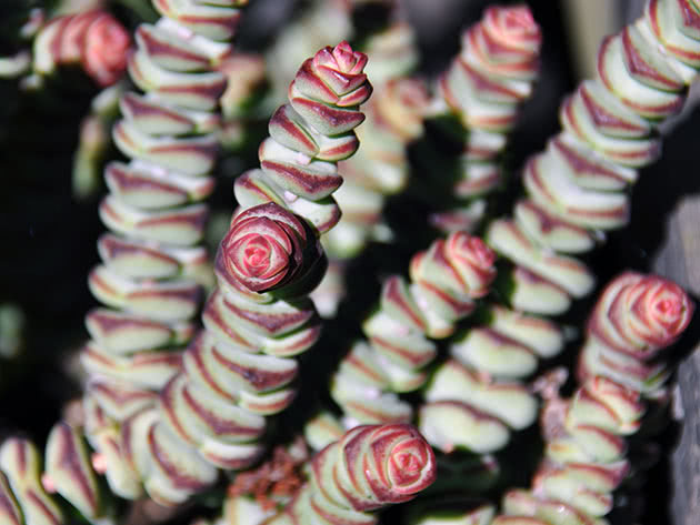 Crassula blomst