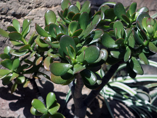 Crassula plante