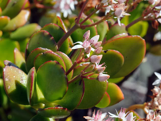 Crassula ovalna / Crassula ovata