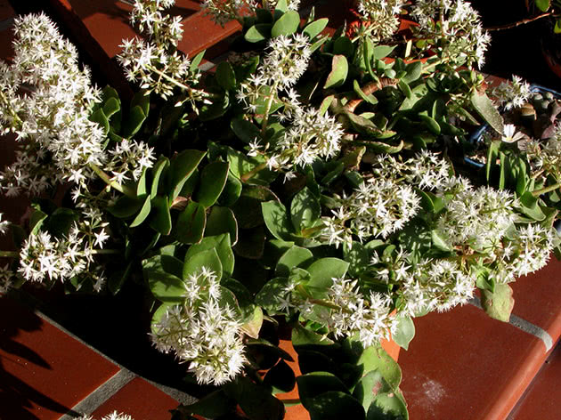 Crassula lactea, eller melkeaktig / Crassula lactea