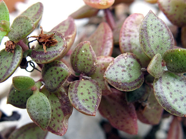 Crassula točka / Crassula picturata