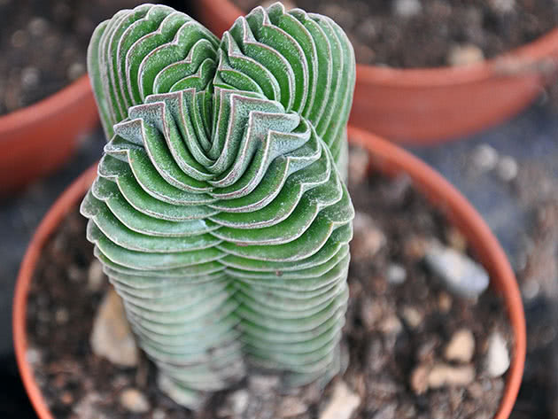 Crassula Buddha