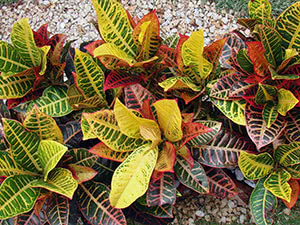 Croton cvijet