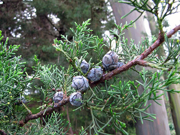 Arizona Cypress / Cupressus arizonica