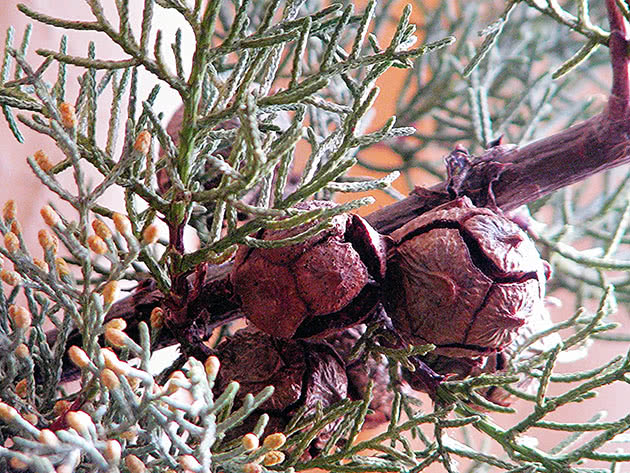 Evergreen Cypress / Cupressus sempervirens