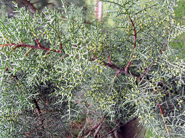 Kašmirski čempres / Cupressus cashmeriana