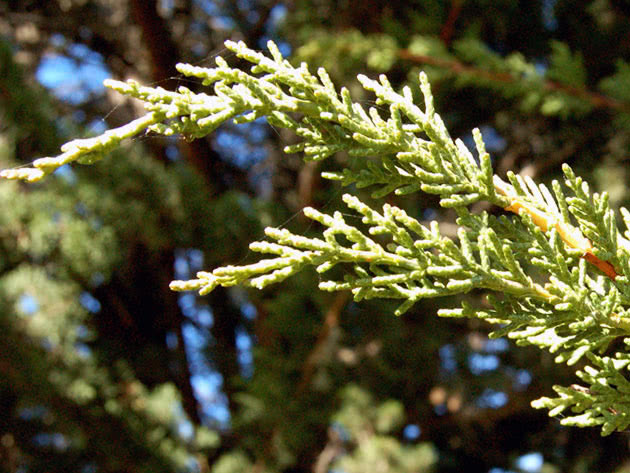 Velika čempres / Cupressus macrocarpa