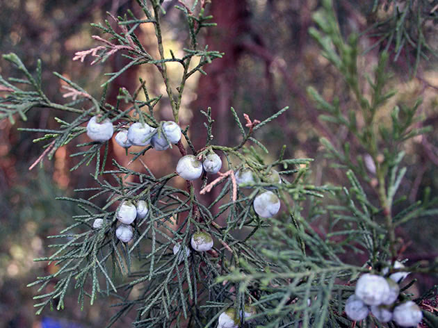 Gråtende Cypress / Cupressus funebris