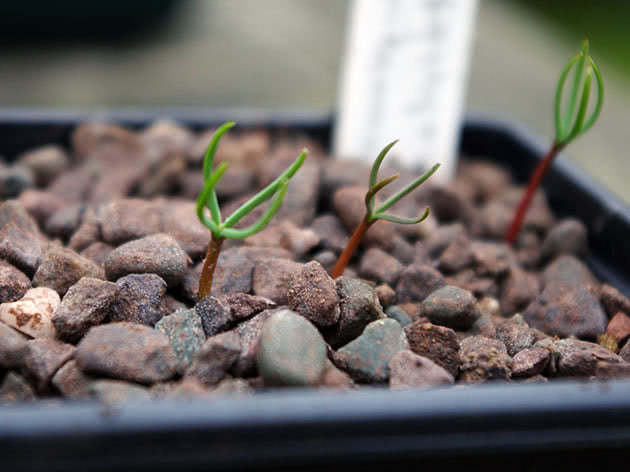 Cypress frøplanter